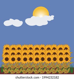 Very beautiful sunflower garden vector illustration.