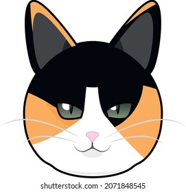 Un hermoso gato de tres colores
