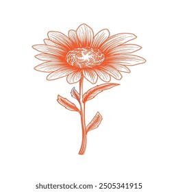 Very beautiful vector line art sunflower