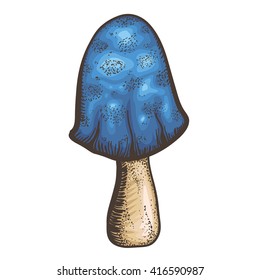 Very bright deep blue dangerous mushroom on white background.