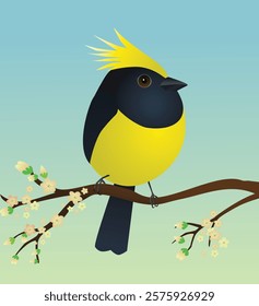 A very cute  sultan tit bird in the shape of an egg. Green blue gradient background. The bird sits on a branch with yellow blossoms.