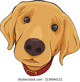 a very cute vector illustration on the face of a dog