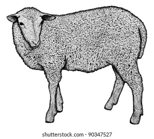 Very detailed hand drawn sheep