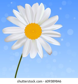 Very high quality original trendy vector illustration of realistic chamomile or daisy flower