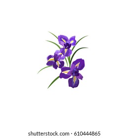 Very High Quality Original Trendy Vector Illustration Of Purple Iris Flowers