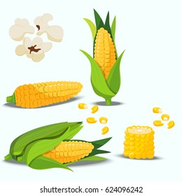 Very high quality original trendy vector set with sweet golden corn. Bunch of Corn. summer farm design elements