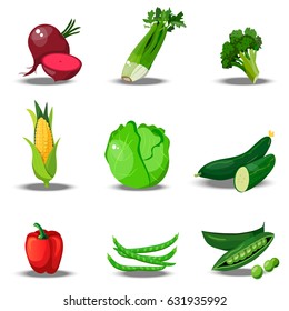 Very high quality original trendy vector set with fresh healty vegetables. Summer agriculture design. paprika, celery, broccoli, corn, cabbage, cucumber, beet, beans peas pepper