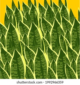 very large and beautiful vector of sansaveria plants