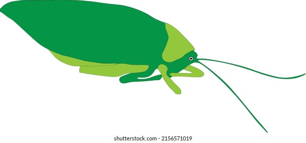 saltamontes muy grandes y poco comunes