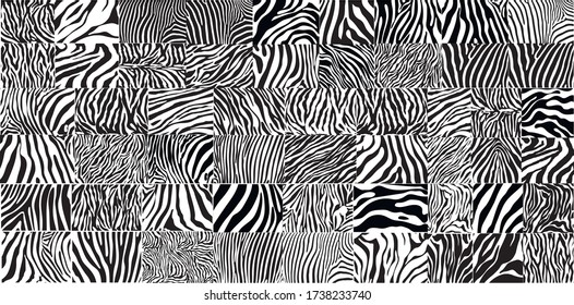 A very large set of black and white zebra stripes background. Zebra skin. Zebra background. Vector illustration