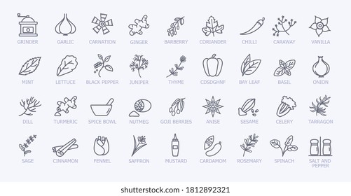 Very large set of black and white spice icons showing the leaves, seeds, grinder, condiment servers and pestle and mortar, line drawn vector illustration