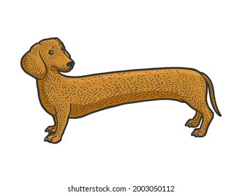 very long dachshund dog color line art sketch engraving vector illustration. T-shirt apparel print design. Scratch board imitation. Black and white hand drawn image.