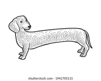 very long dachshund dog sketch engraving vector illustration. T-shirt apparel print design. Scratch board imitation. Black and white hand drawn image.