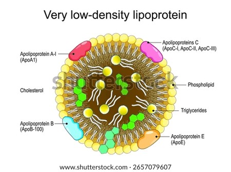 Very low-density lipoprotein structure. Cross section of VLDL, close-up of Hydrophobic Core, Amphipathic surface. Transport mechanism for lipids, endogenous triglycerides, phospholipids, cholesterol