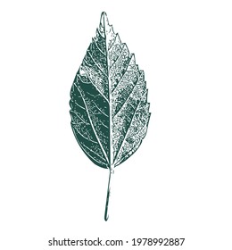 very minimal and beautiful looking leaf