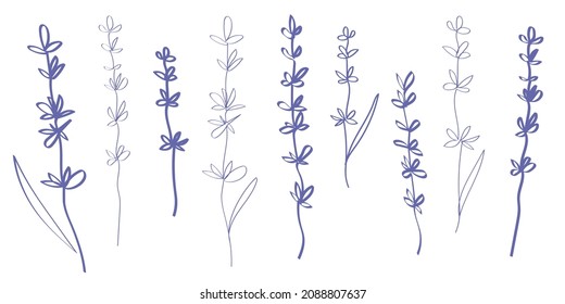 Very Peri, lavender, color of the Year 2022. Vector set on line drawings of lavender flowers. Tender and trendy continuous line botanical illustration. Print design, engraving