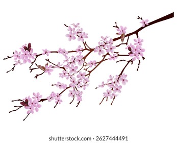 Very pretty pink cherry blossoms, beautiful and charming