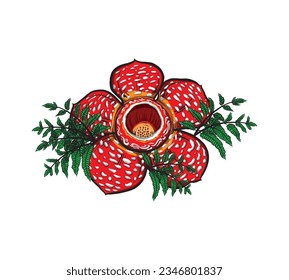 Very rare Rafflesia flower vector design from Indonesia, usually used for graphic design decoration