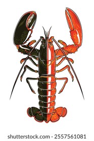 Very Rare Split Coloured Lobster (1 in 50 million) top view detailed vector with unique split colour