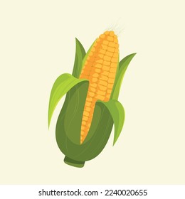 Very sweet, yellow corn in green cajour. Vector illustration of sweet golden corn. Vector illustration in cartoon style.