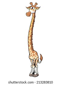 Very Tall Giraffe