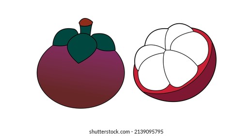 a very unique and elegant mangosteen fruit illustration vector design