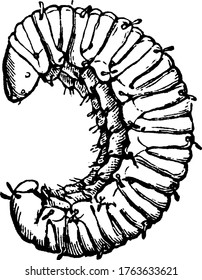 Very young larvae of beetle with segmented soft body, vintage line drawing or engraving illustration.