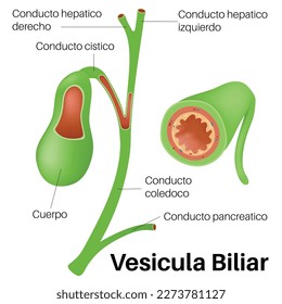 Vesicula Biliar in human body.