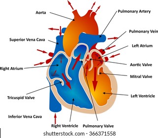 Vessels and Blood Circulation