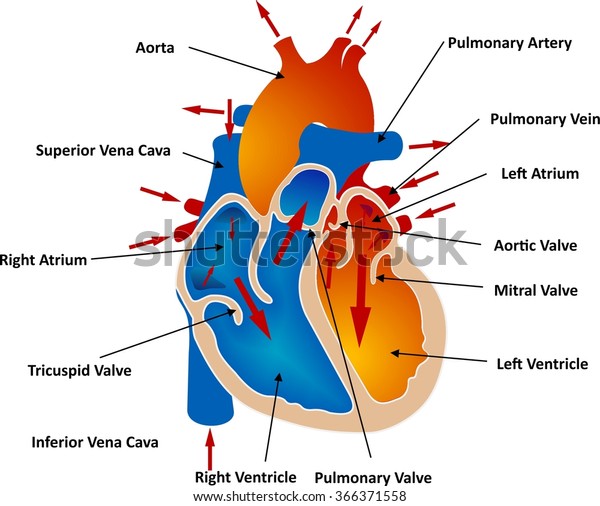 Vessels Blood Circulation Stock Vector (Royalty Free) 366371558