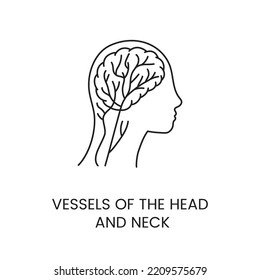 Vasos de la cabeza y el cuello de una línea de ícono humano en vector, ilustración para una clínica médica.