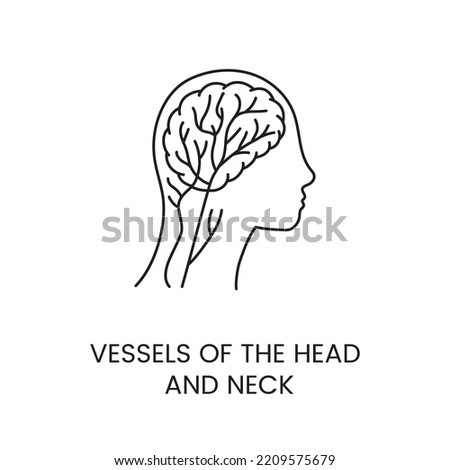 Vessels of the head and neck of a human icon line in vector, illustration for a medical clinic.