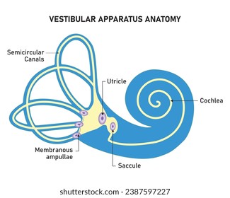 Vestibular Apparatus Anatomy Science Design Vector Illustration