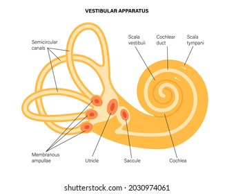 Vestibular apparatus anatomy. Semicircular canals, membranous ampullae, utricle, saccule and cochlea on medical poster. Human ear anatomical diagram flat vector illustration for clinic or education