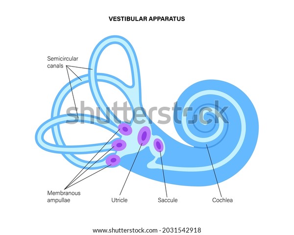 Vestibular Apparatus Anatomy Semicircular Canals Membranous Stock ...