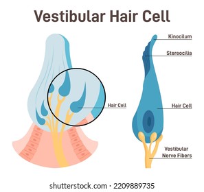 Vestibular hair cell. Inner ear ampullary cupula providing the sense of spatial orientation. Human balance and equilibrium. Healthy sensory and vestibular organ. Flat vector illustration