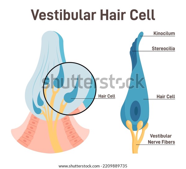 Vestibular
hair cell. Inner ear ampullary cupula providing the sense of
spatial orientation. Human balance and equilibrium. Healthy sensory
and vestibular organ. Flat vector
illustration