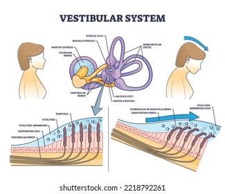 Vestibular system anatomy and inner ear medical structure outline diagram. Labeled educational scheme with human balance and sensory parts vector illustration. Cochlea nerve and hair cells location.