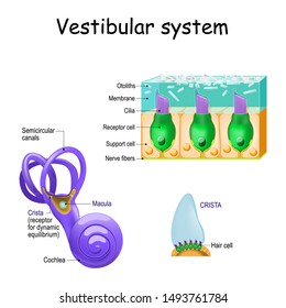 vestibular system with crista, macula, cochlea and receptor cells. inner ear and its relationship to balance and equilibrum. Schematic representation of the membranous labyrinth