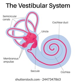 The vestibular system : inner ear