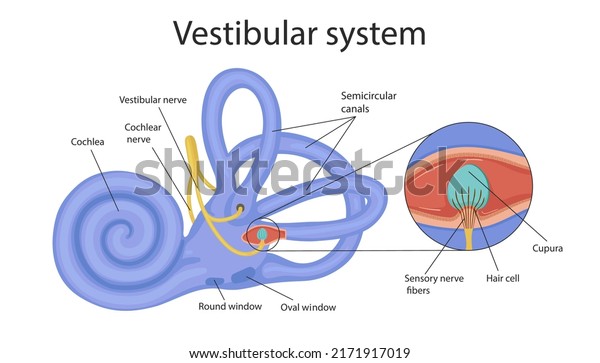vestibular system. the inner ear and its\
relation to balance and balance. human\
biology