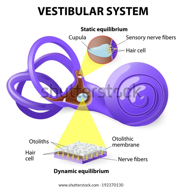 vestibular\
system. inner ear and its relationship to balance and equilibrum.\
Schematic representation of the membranous labyrinth and\
ross-section of the cochlea. Human\
Biology