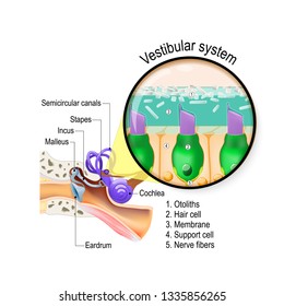 Vestibular system. is the sensory system for sense of balance, spatial orientation, and coordinating movement. inner ear with cochlea, and semicircular canals. Closeup of hair cells in a macula.