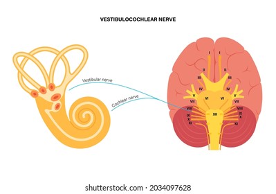 Vestibulocochlear nerve anatomy. Connection between vestibular apparatus and brain. Human ear, cranial nerves and brainstem anatomical diagram. Medical flat vector illustration for clinic or education