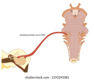 Vestibulocochlear nerve illustration. Connection of the ear to brainstrem with nerve number VIII. Ventral view of brainstrem. 