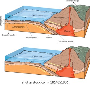 Vestor illustratiion shows collision of oceanic and continental plates