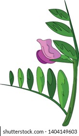 A vetch flower of a scrambling herbaceous plant purple in color and with elongated oval-shaped leaves on the green stalk over white background, vector, color drawing or illustration.