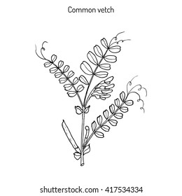 The vetch (vicia sativa), or  common vetch, garden vetch, tare. Hand drawn botanical vector illustration
