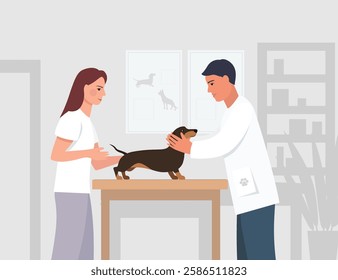 A veterinarian examines a dachshund. A dog in a veterinary clinic. A veterinarian works. Vector illustration.