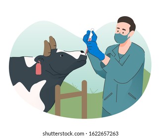 Veterinarian giving medicine to a cow. Agriculture industry, farming and animal husbandry health care and medical concept